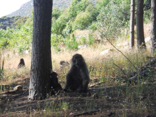 The baboons watching us closely as we made our way through the troop.